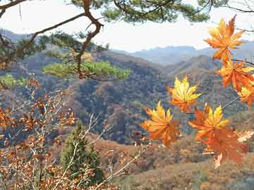 黃馬河楊宏清最新動態，進展探索與未來展望