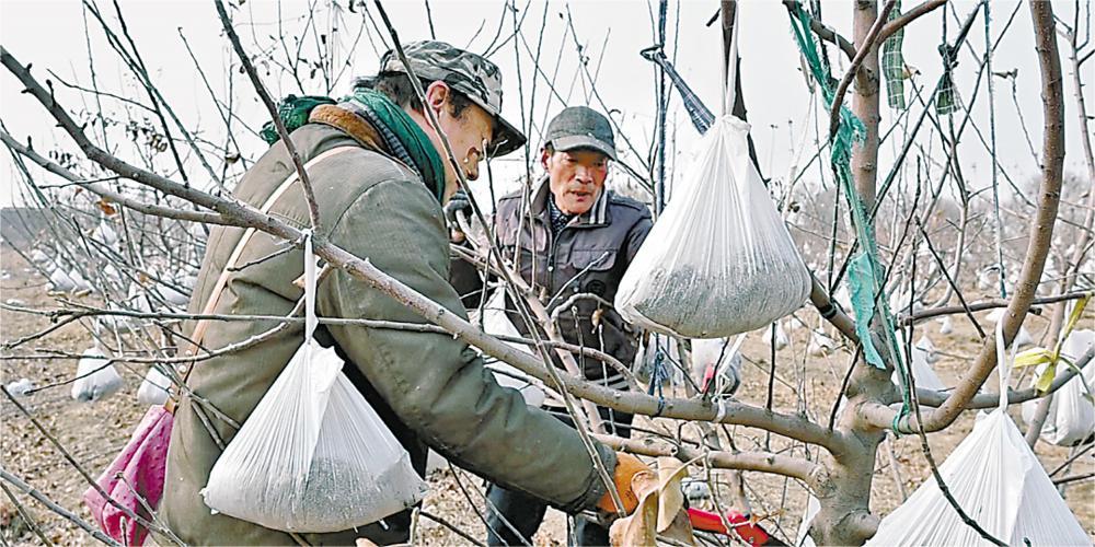 大城縣平舒鎮(zhèn)最新消息概覽，動態(tài)更新與關(guān)注焦點(diǎn)