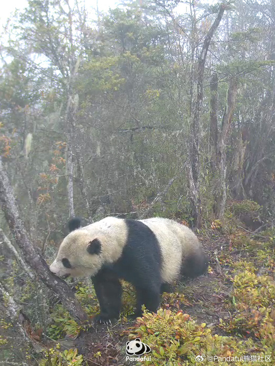 大熊貓國家公園最新動態(tài)更新，最新消息匯集